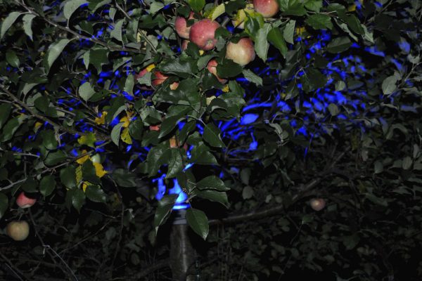 0_zu_2.3-1_äpfel_blue_in_der_nacht